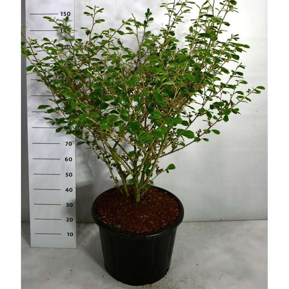 Trollhassel – Hamamelis intermedia 'Arnold Promise' - C65 100-125 cm. Sol